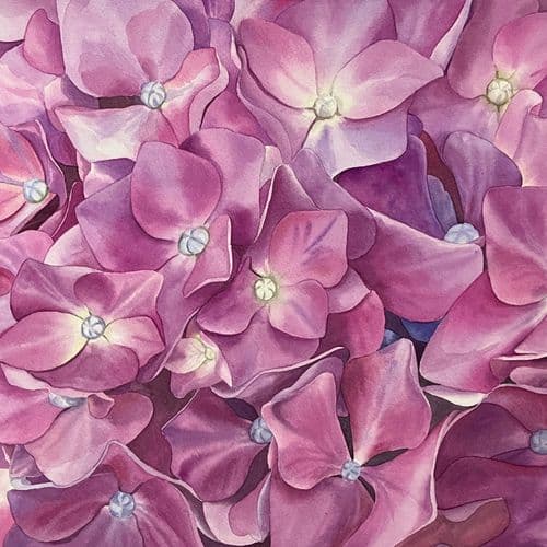 Painting of magenta Hydrangeas