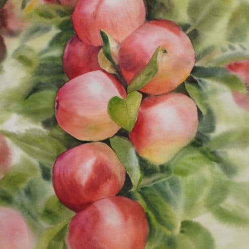 Apples