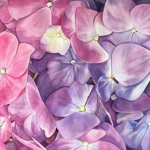 Pink and purple Hydrangeas