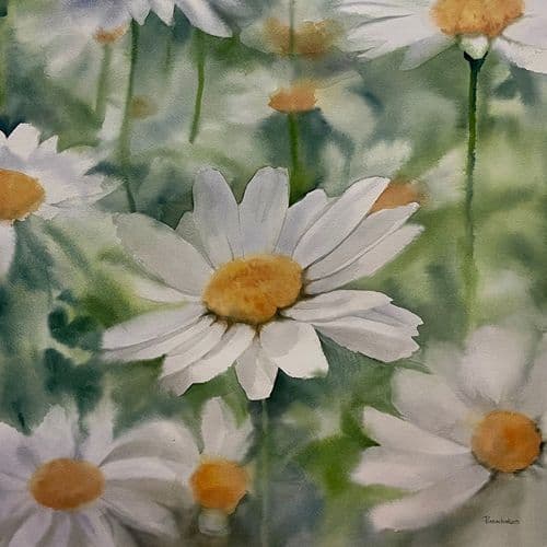 Daisy