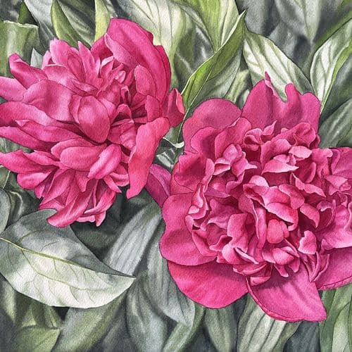Two colorful peonies