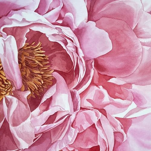 Macro view of peonies